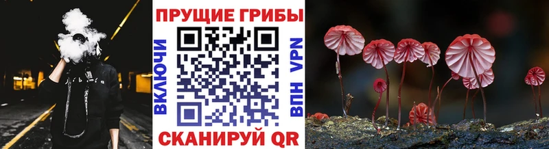 Галлюциногенные грибы Psilocybine cubensis Светогорск
